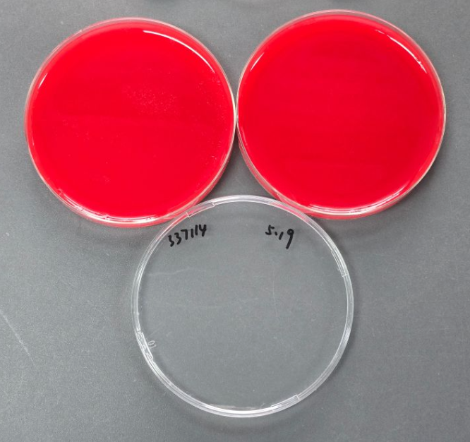 Streptococcus pneumoniae nucleic acid reference substance (Heat-inactivated) (strong positive)-BNCC