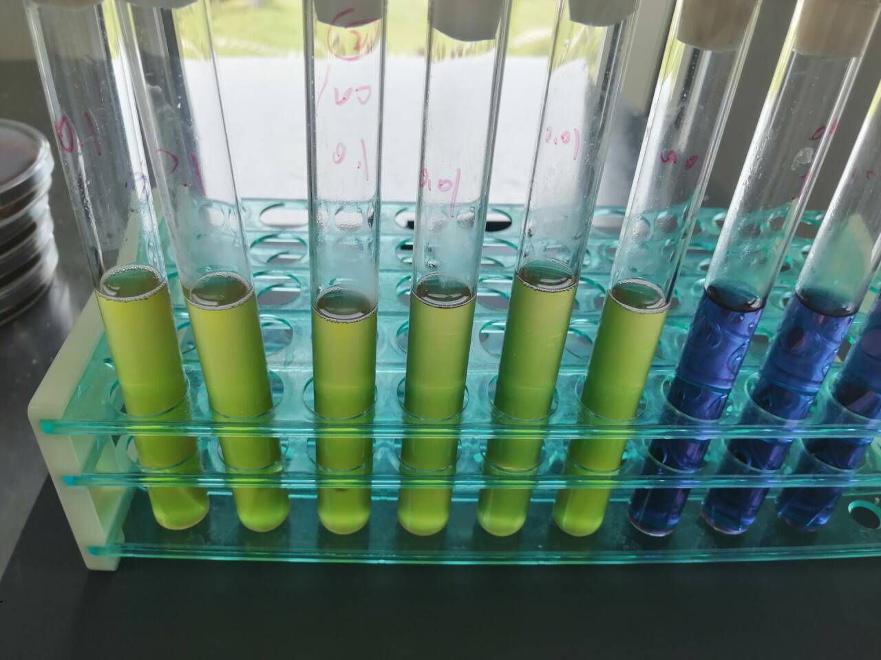 Medical Institution Sludge Fecal Coliform Quality Control Sample-BNCC