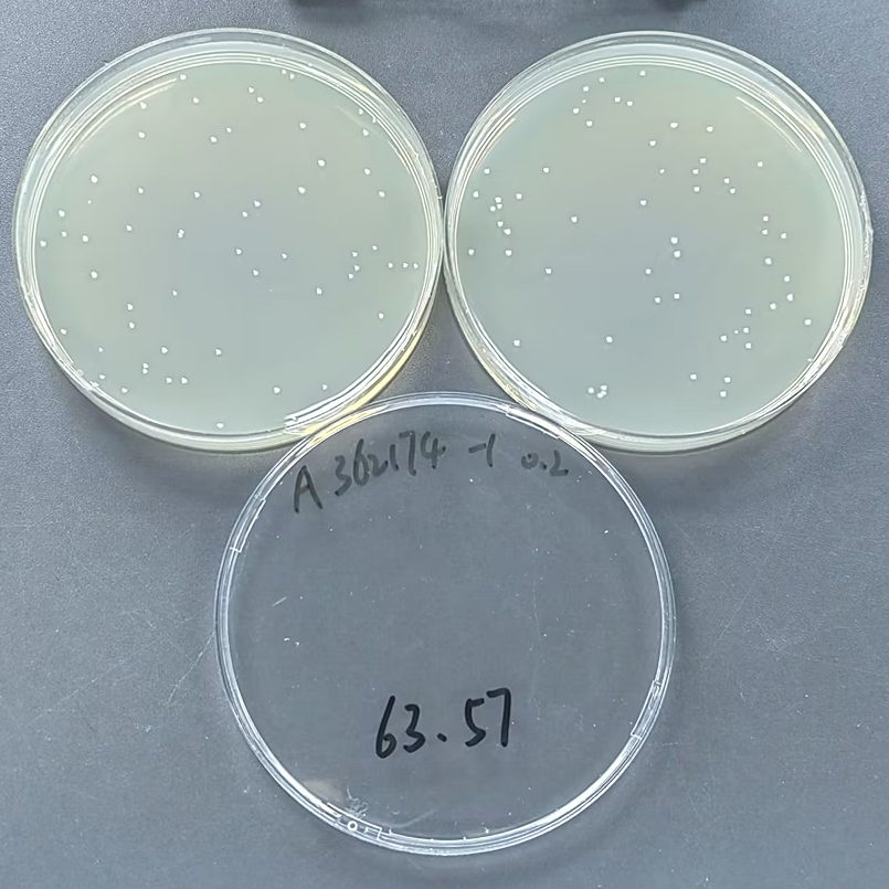 Quality control samples of Shigella in medical institution wastewater-BNCC