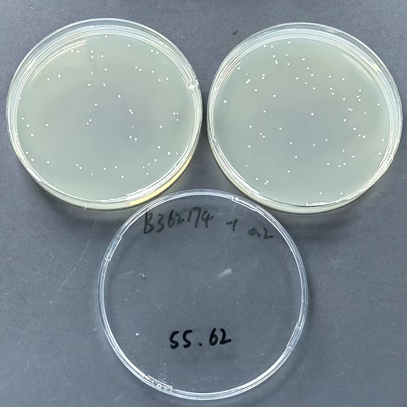 Quality control samples of Shigella in medical institution wastewater-BNCC