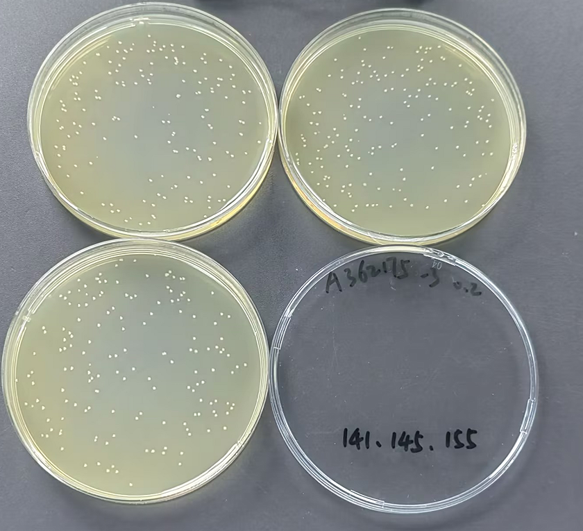 Quality control samples of Shigella in medical institution wastewater-BNCC