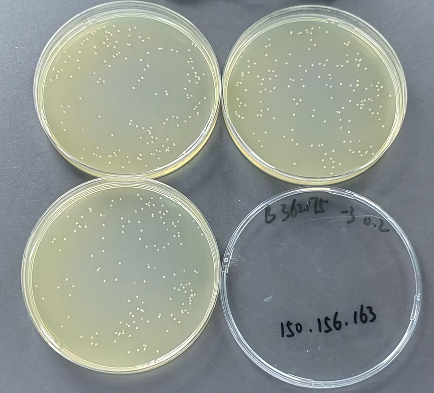 Quality control samples of Shigella in medical institution wastewater-BNCC