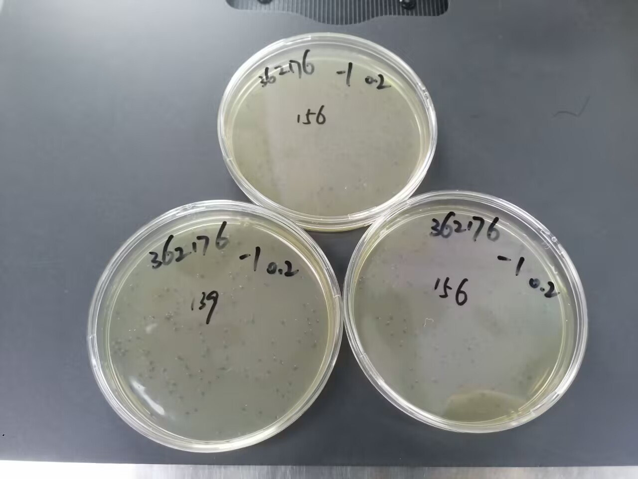 Medical institution sludge Shigella quality control sample-BNCC