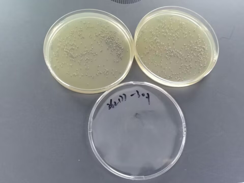 Medical institution sludge Shigella quality control sample-BNCC