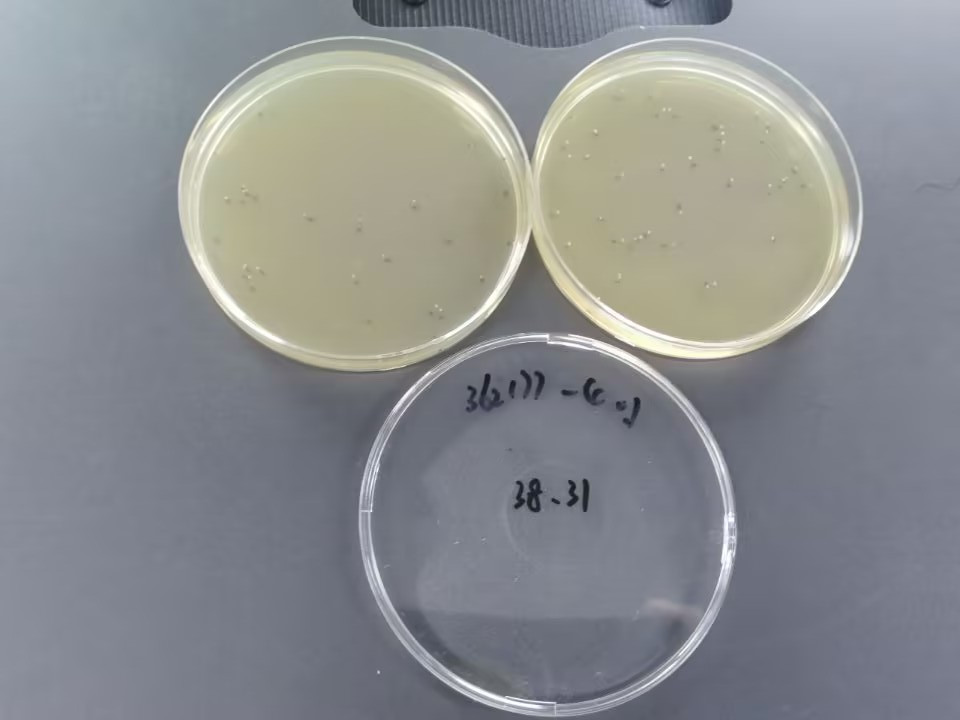 Medical institution sludge Shigella quality control sample-BNCC