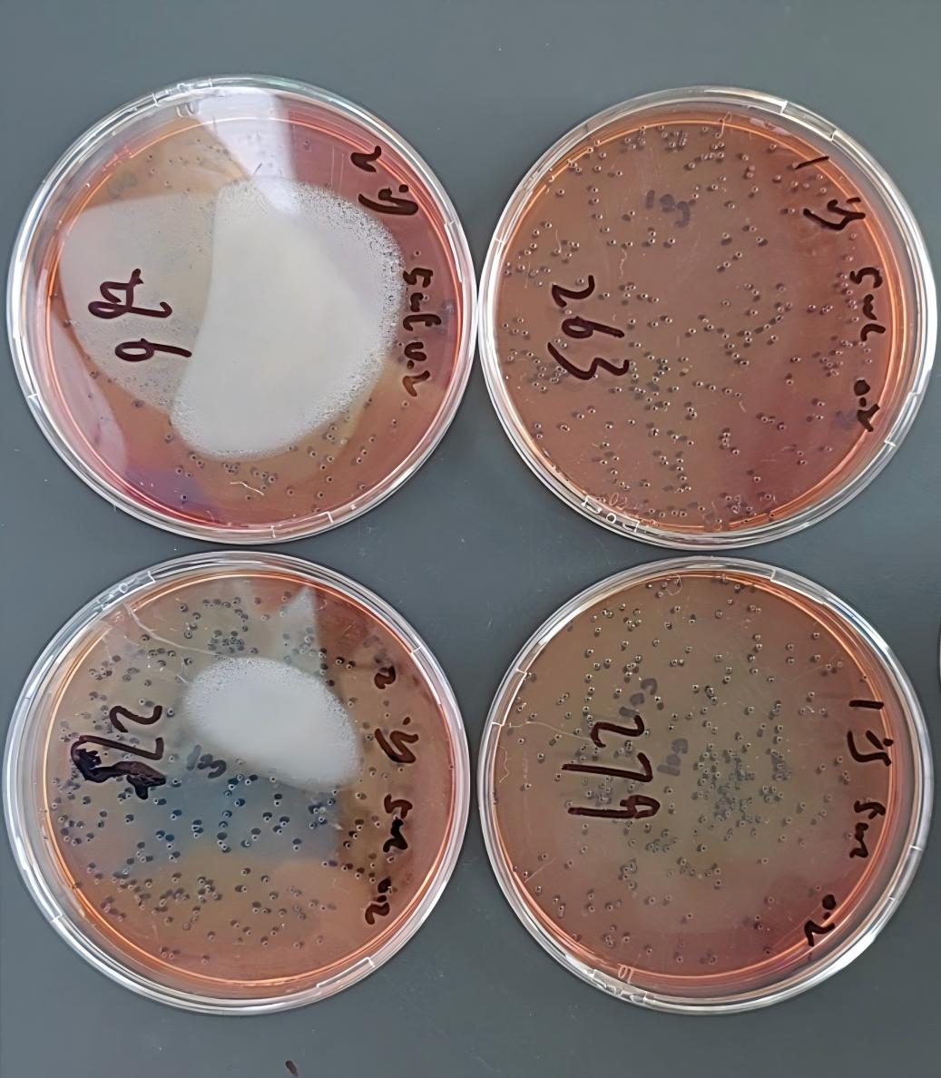 Medical institution wastewater Salmonella quality control sample-BNCC