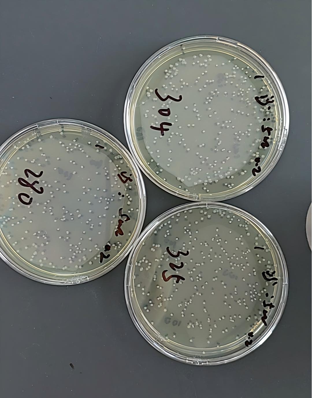 Medical institution wastewater Salmonella quality control sample-BNCC