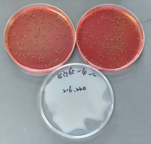 Medical institution wastewater Salmonella quality control sample-BNCC