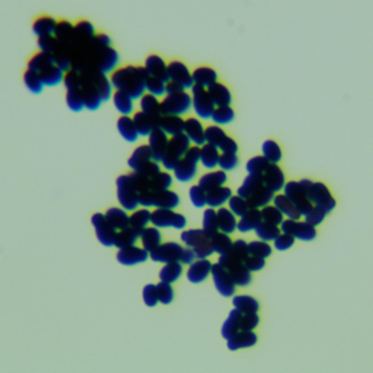 Slovenian Malassezia-BNCC