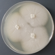 Colletotrichum candidum-BNCC