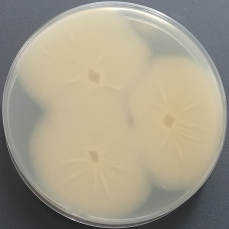 Colletotrichum candidum-BNCC