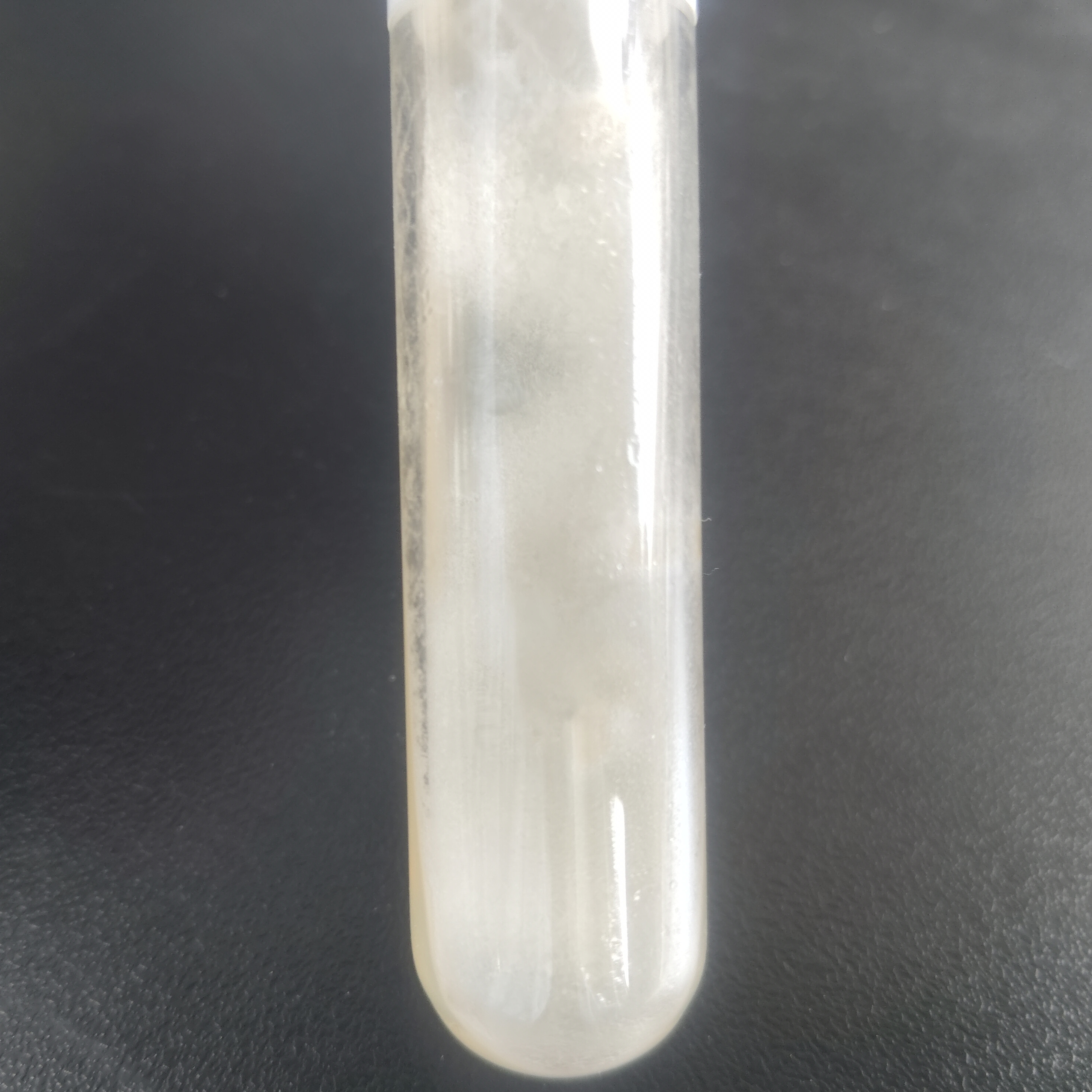 Aspergillus niger-BNCC