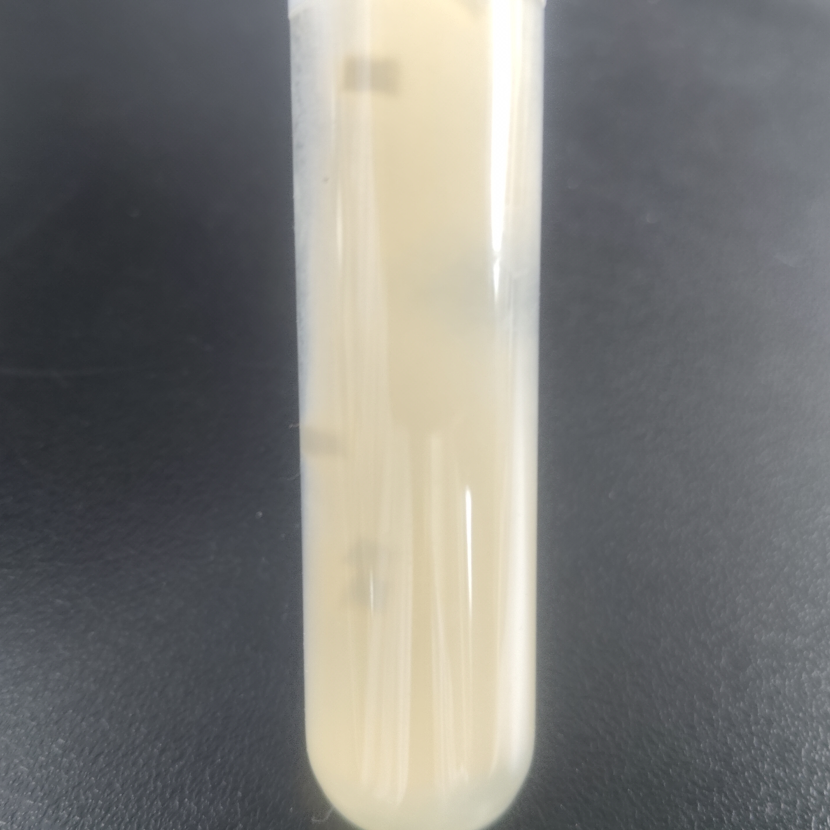 Aspergillus niger-BNCC