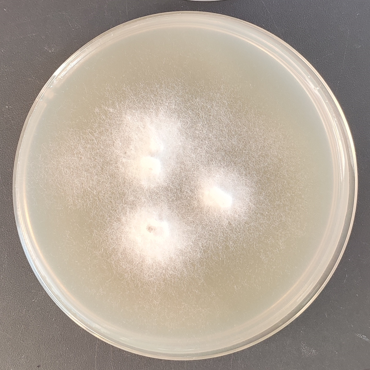 Fusarium oxysporum-BNCC
