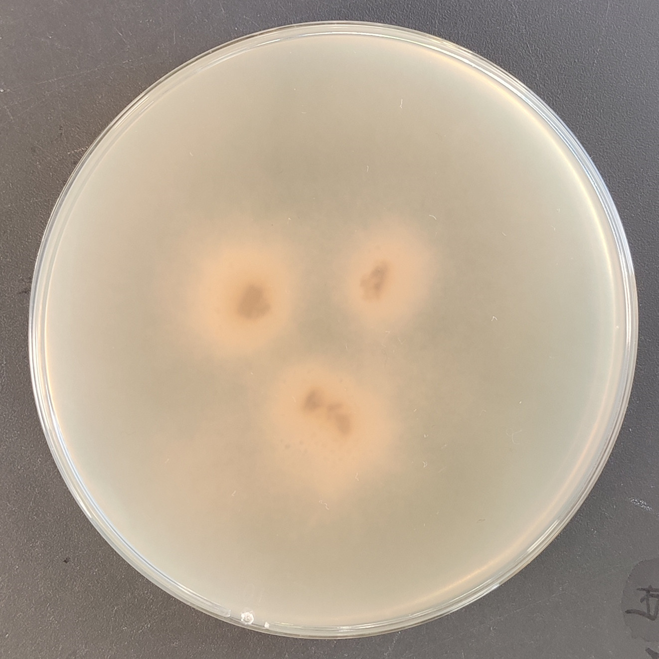 Fusarium oxysporum-BNCC