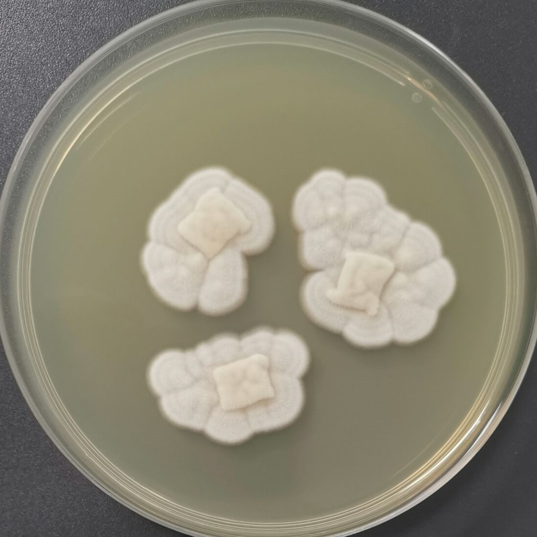 Bend Aspergillus-BNCC