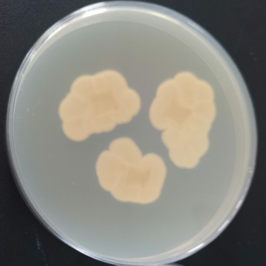Bend Aspergillus-BNCC