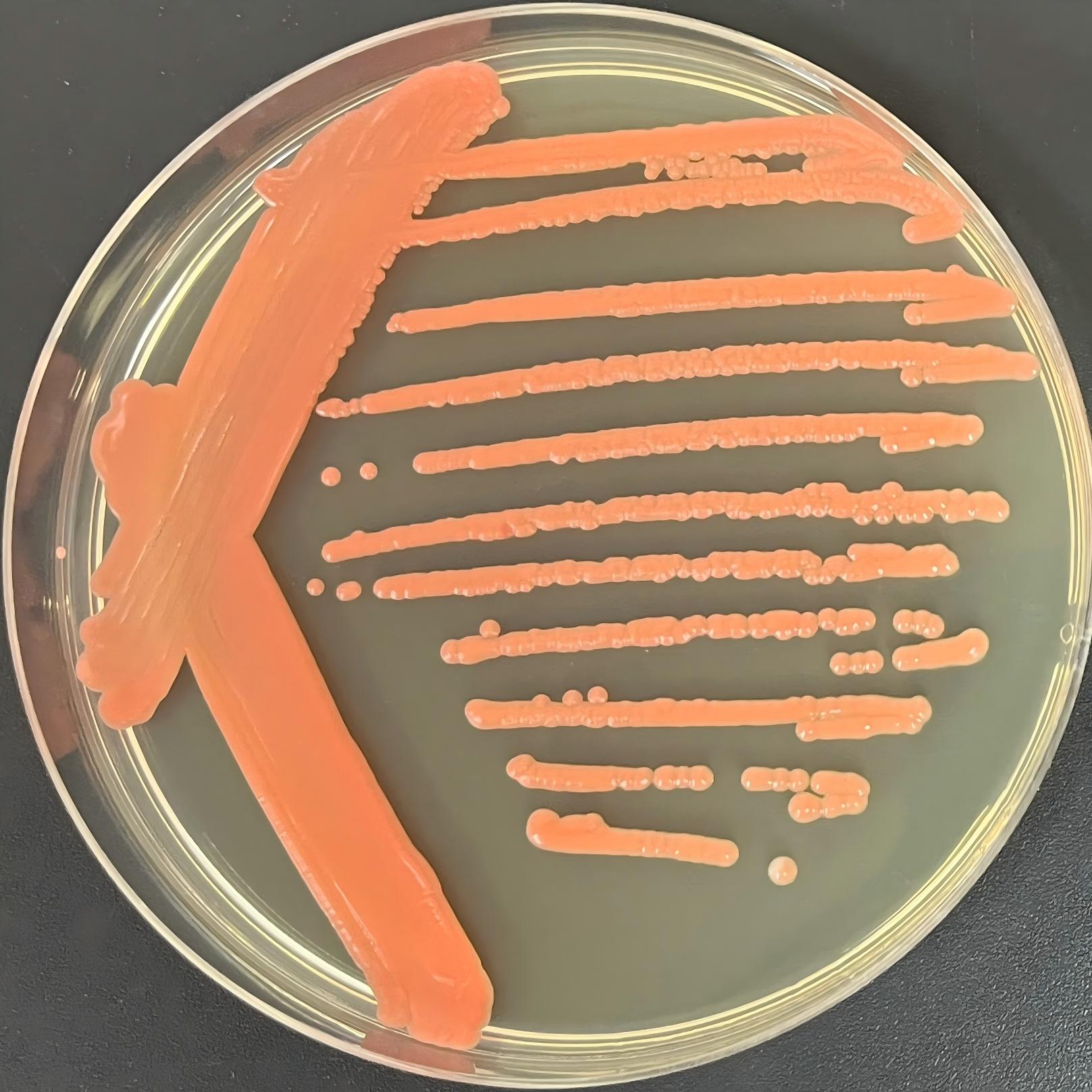 Red yeast-BNCC
