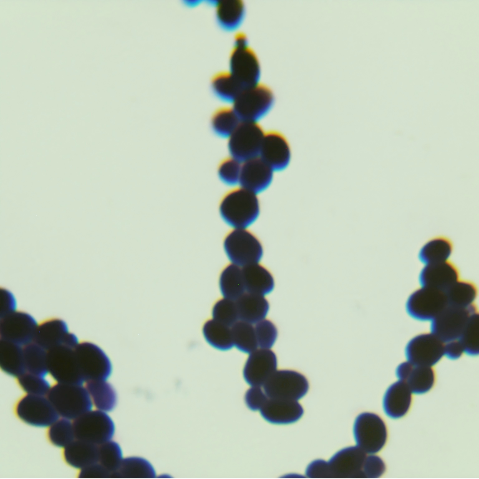 Red yeast-BNCC
