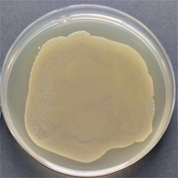Cockroach Pseudomonas aeruginosa-BNCC