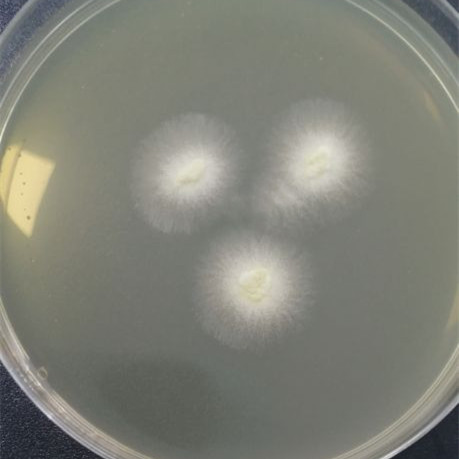 Wanshi Penicillium-BNCC