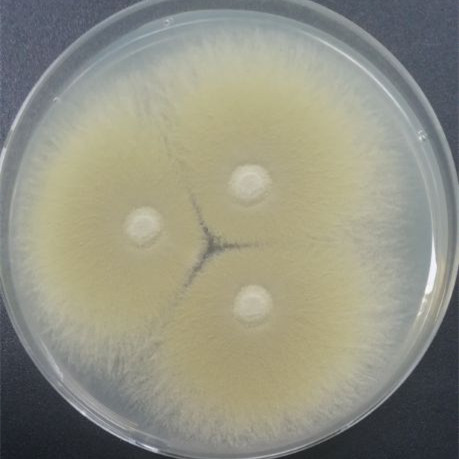 Wanshi Penicillium-BNCC