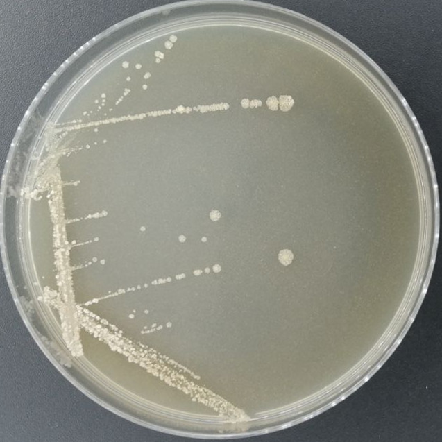 Dark yellow hardwood Streptomyces-BNCC