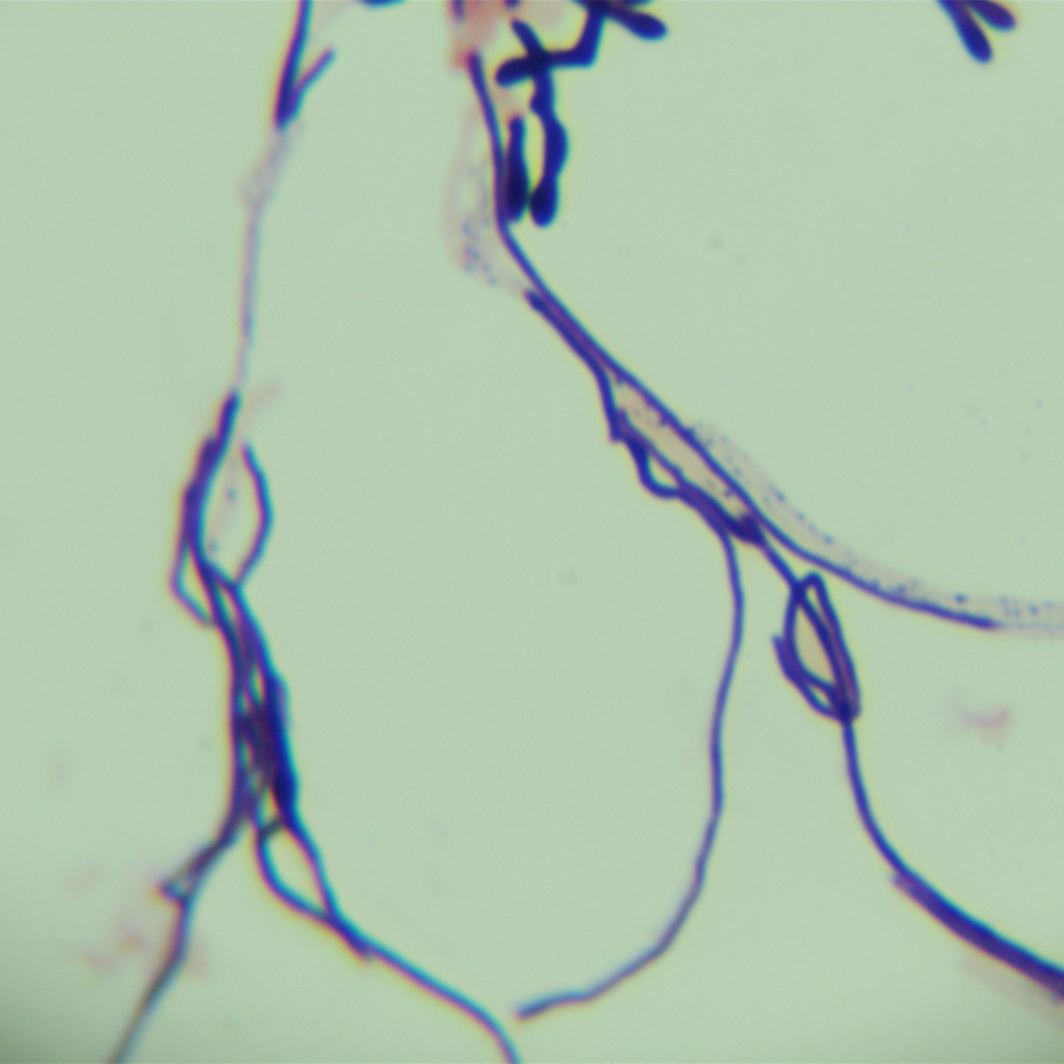 Dark yellow hardwood Streptomyces-BNCC