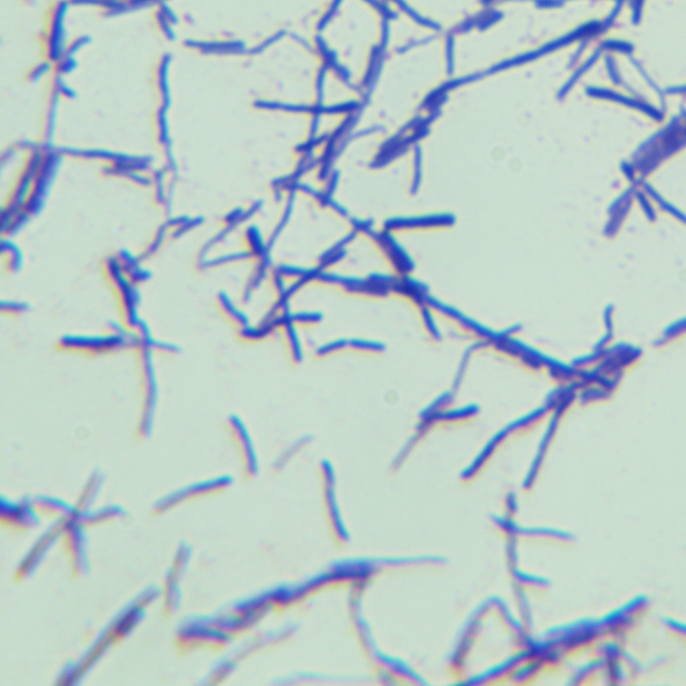 Aspergillus niger-BNCC