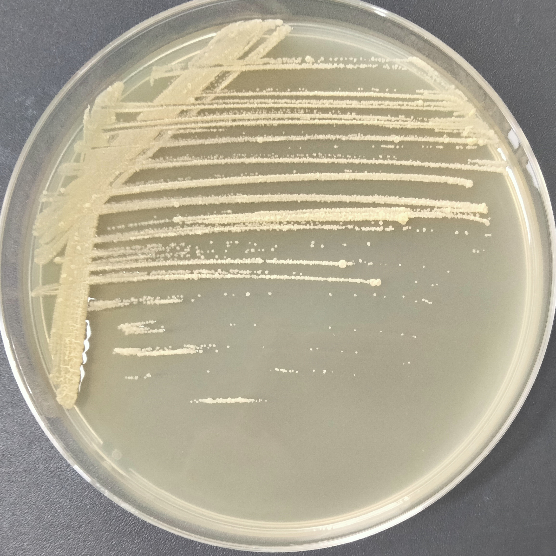 Aspergillus niger-BNCC
