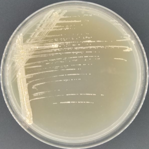 Yanshan actinomycete cephalosporin-BNCC