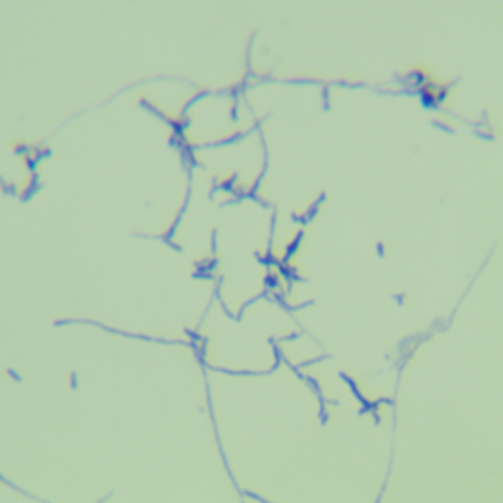 Yanshan actinomycete cephalosporin-BNCC