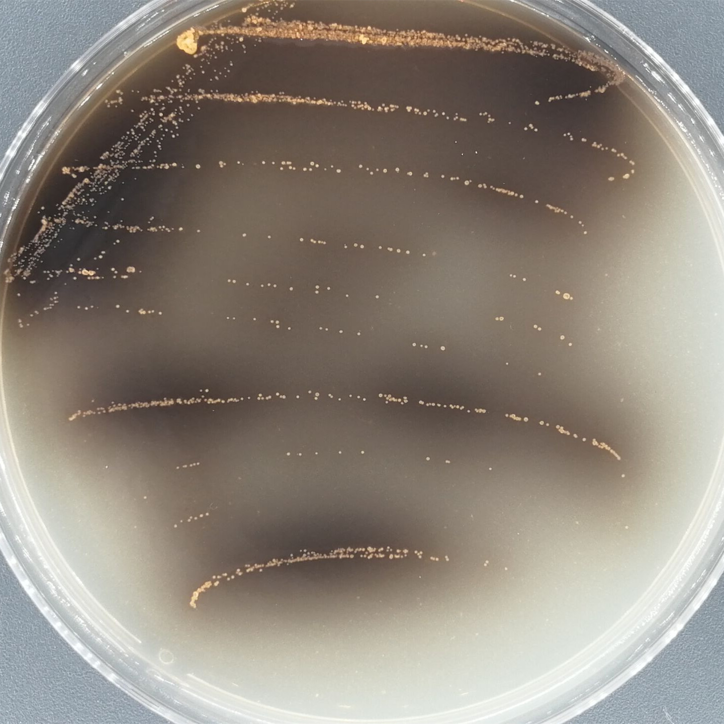 Cinnamon colored Klebsiella pneumoniae-BNCC