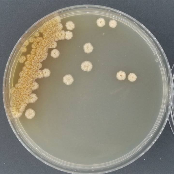 Yellow Lentinus bacteria-BNCC