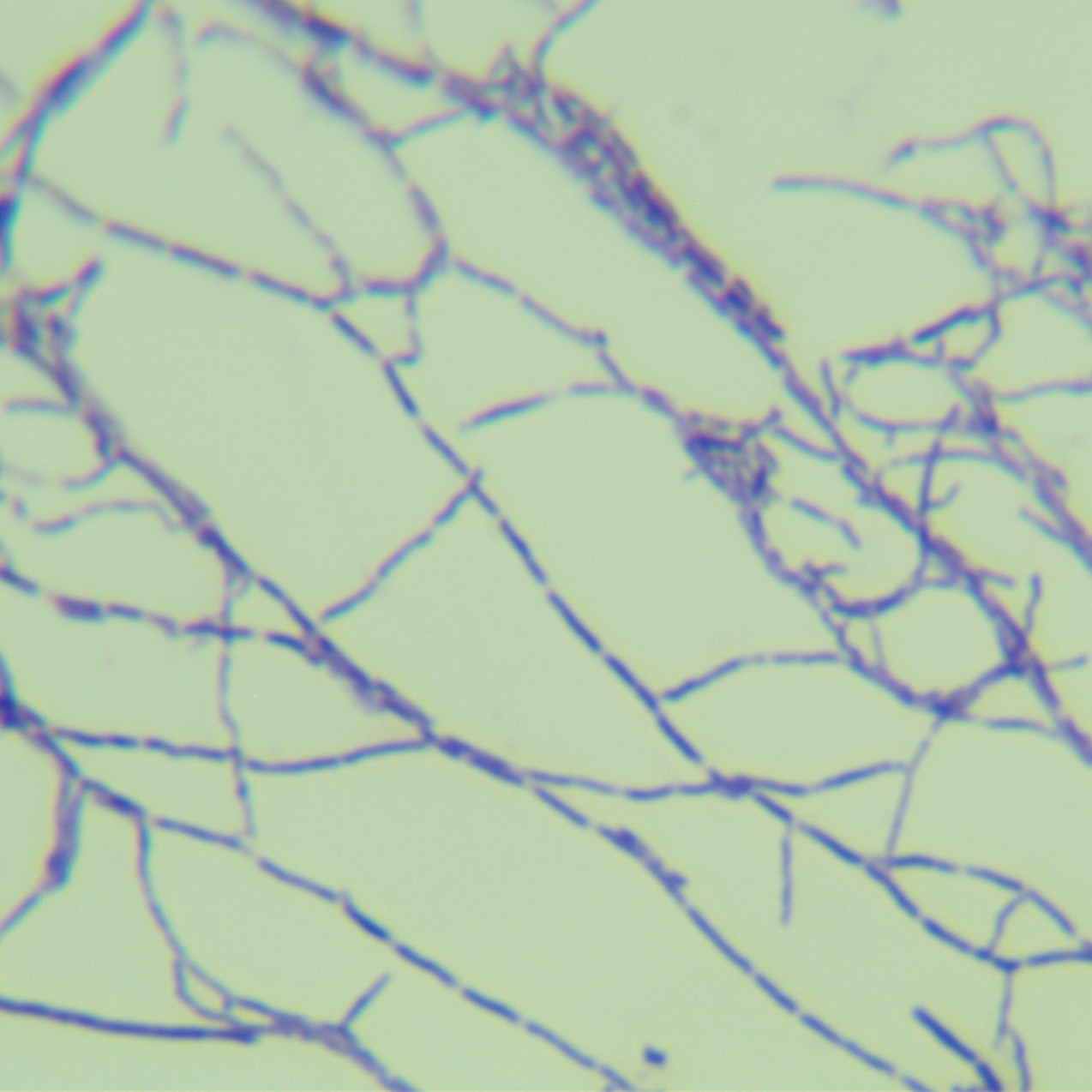Yellow Lentinus bacteria-BNCC