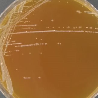 Lactobacillus delbrueckii subsp. lactis-BNCC