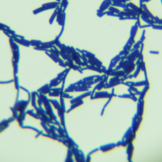Lactobacillus delbrueckii subsp. lactis-BNCC