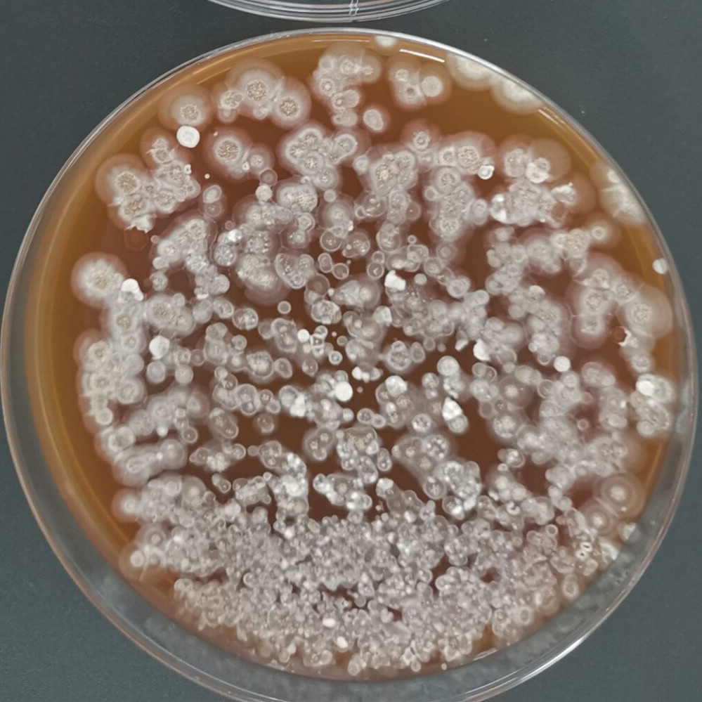 Lushan Streptomyces-BNCC