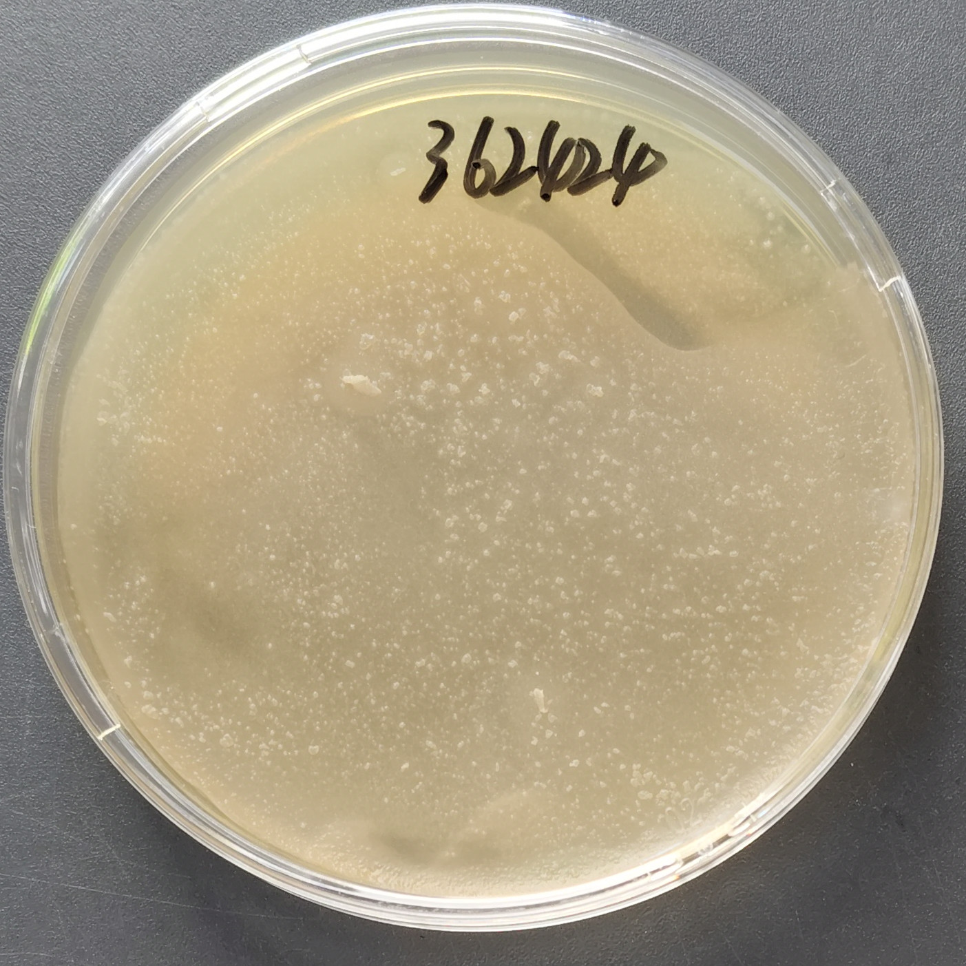Ivory colored Cronstede bacteria-BNCC
