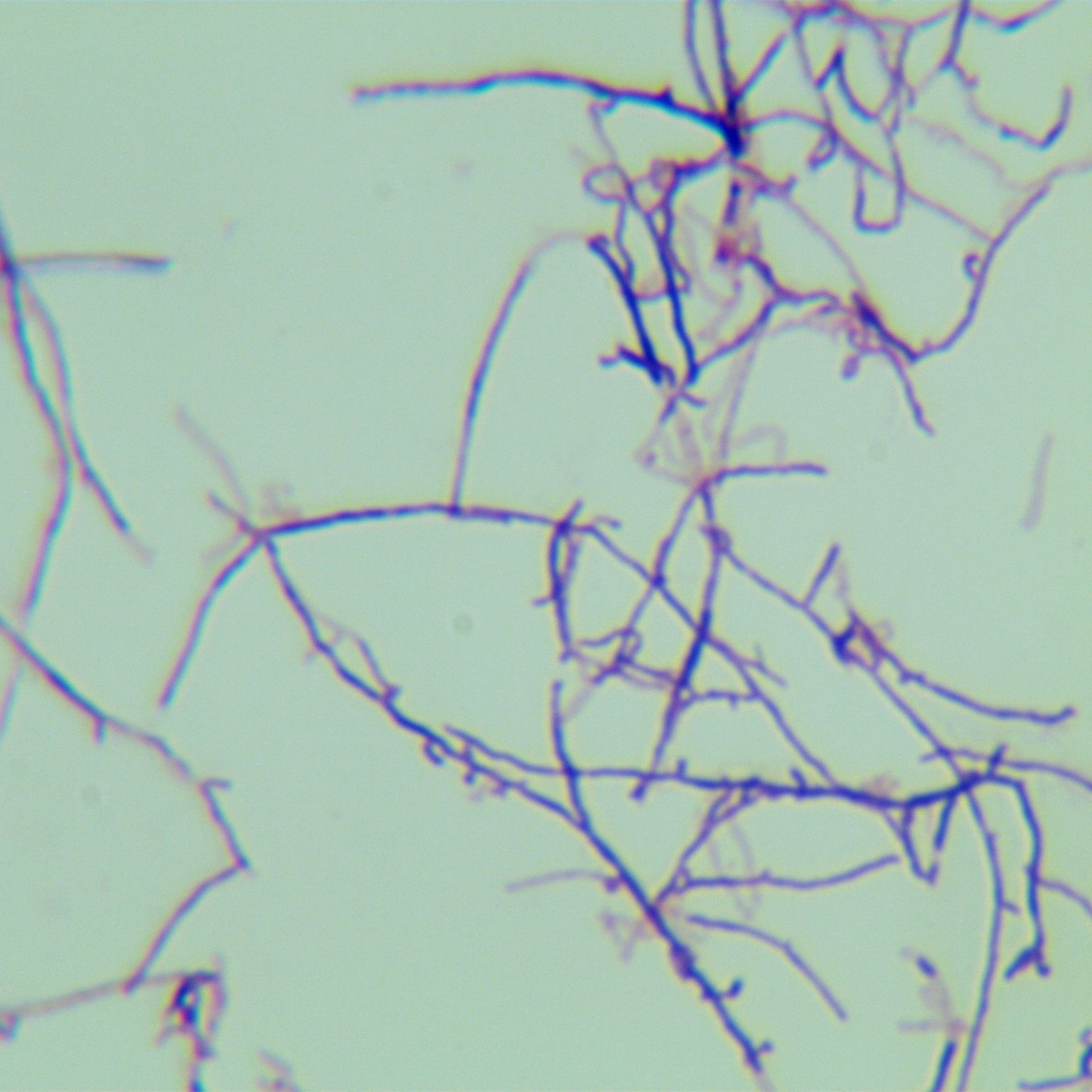 Ivory colored Cronstede bacteria-BNCC