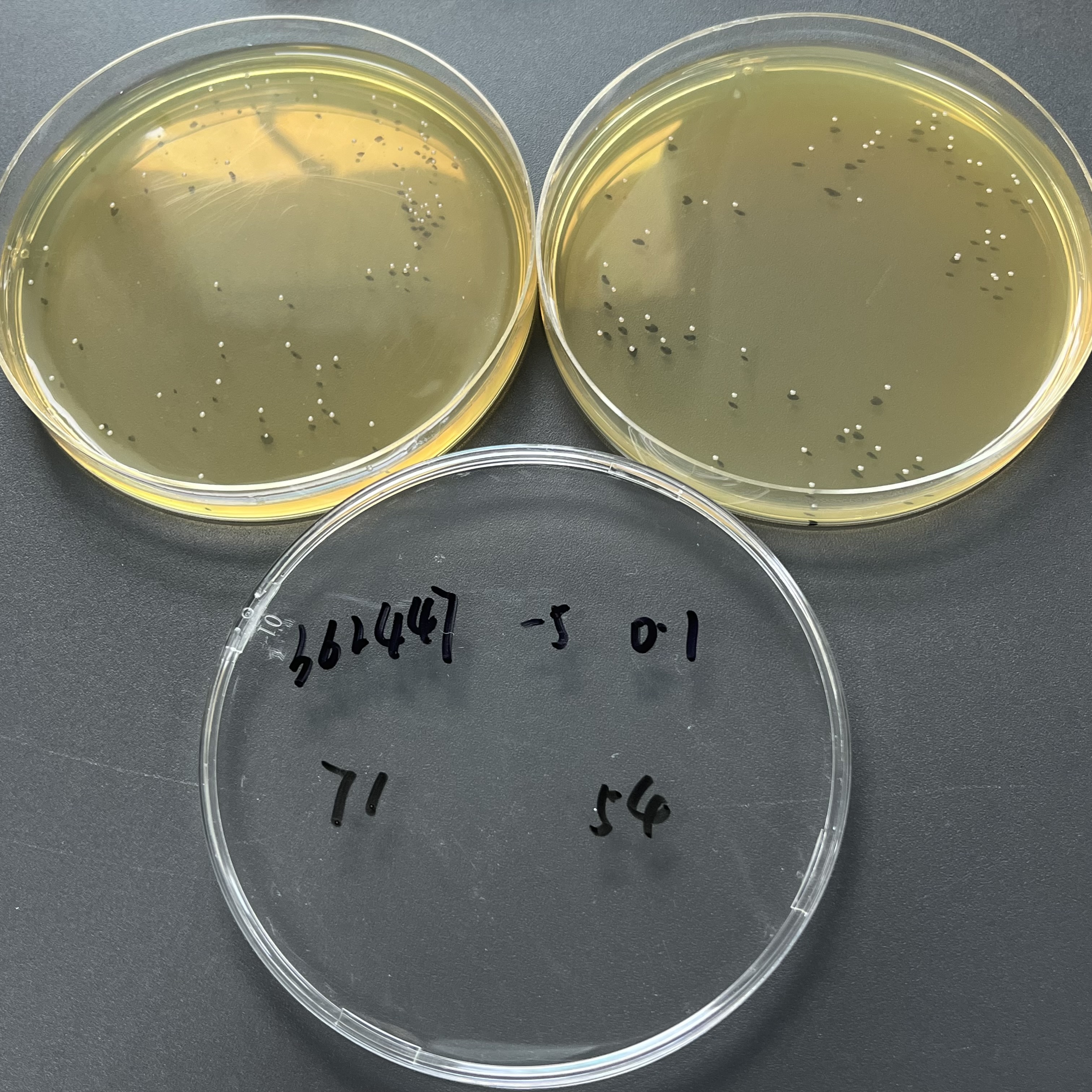 Enterococcus faecalis Quantitative Strain-BNCC