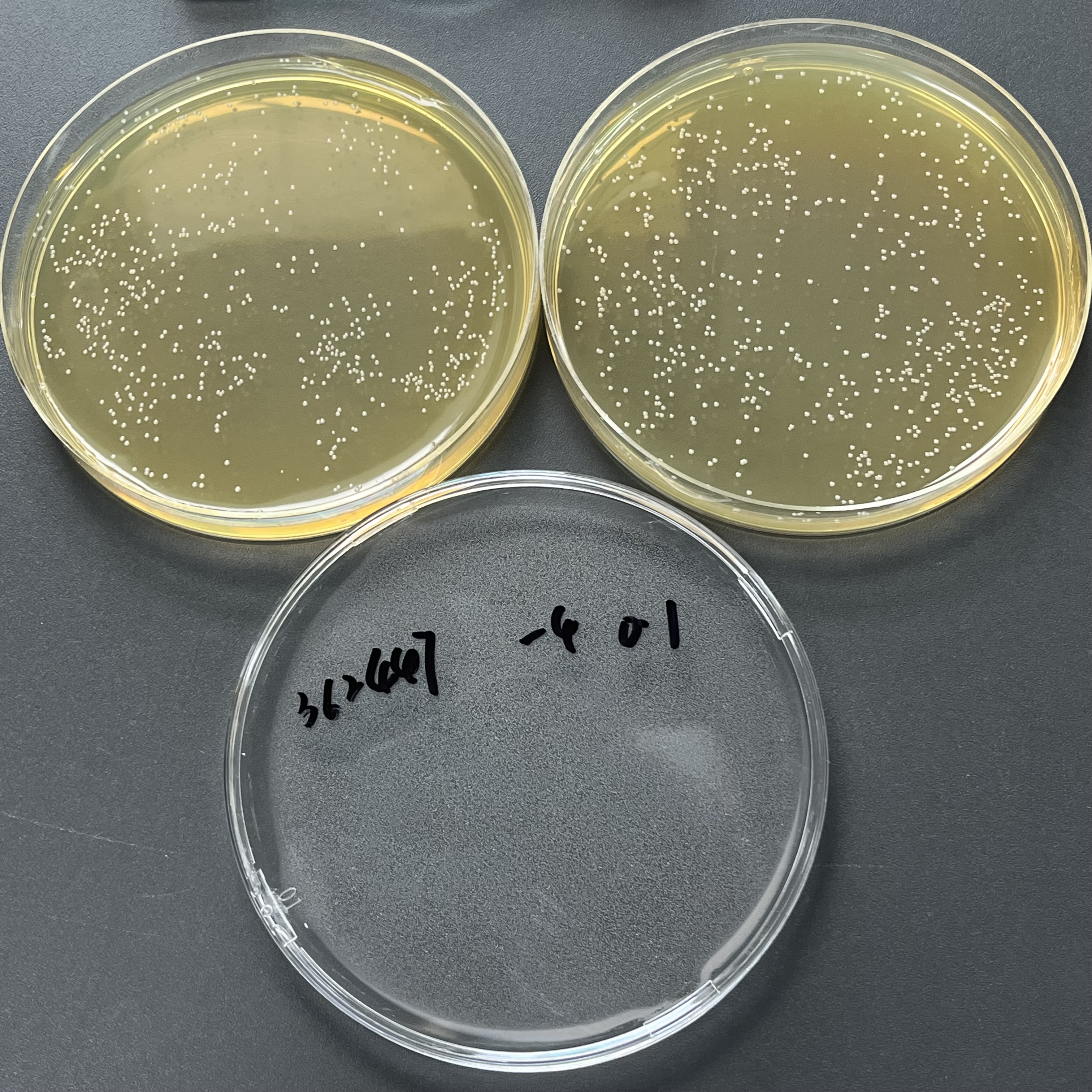 Enterococcus faecalis Quantitative Strain-BNCC