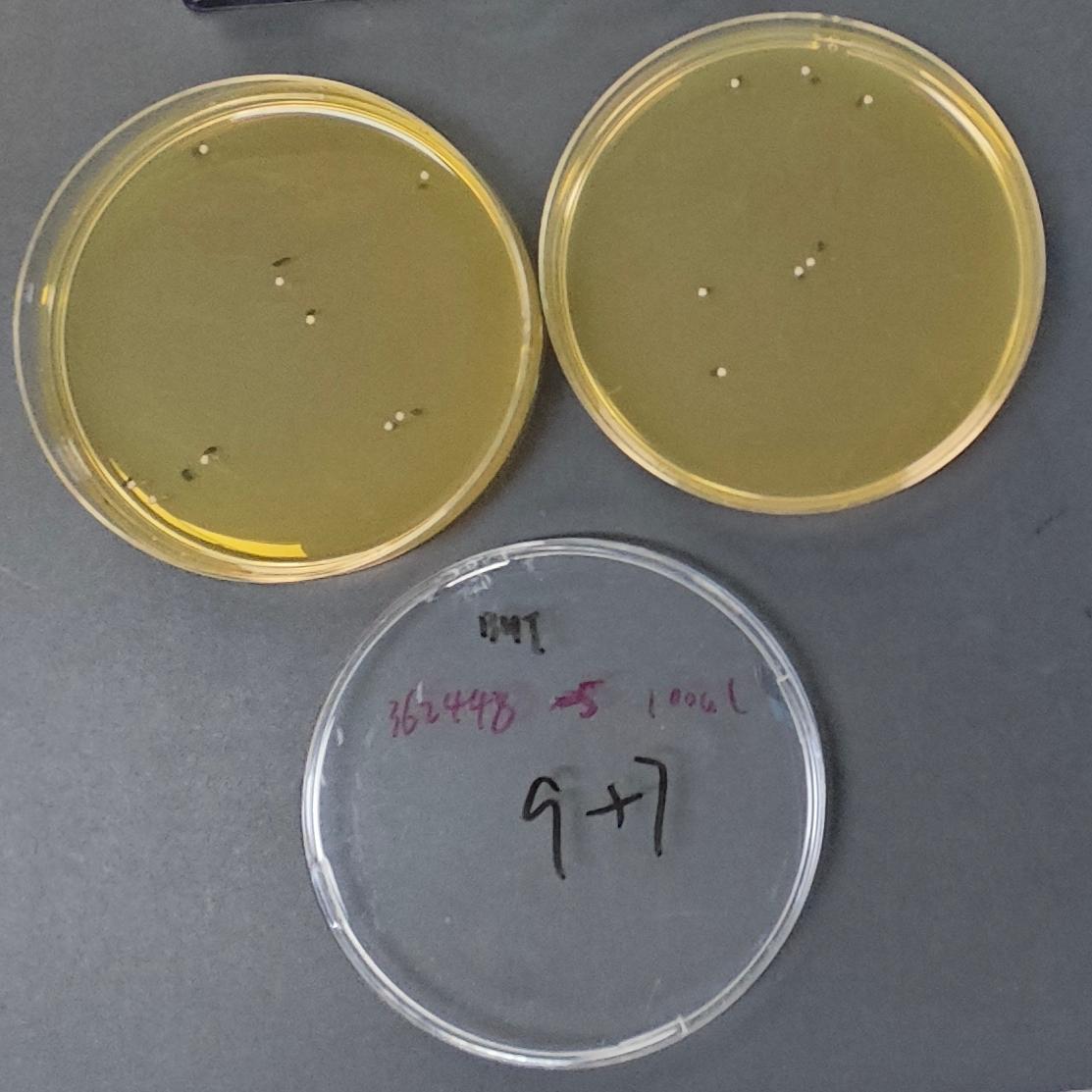 Enterococcus faecalis Quantitative Strain-BNCC