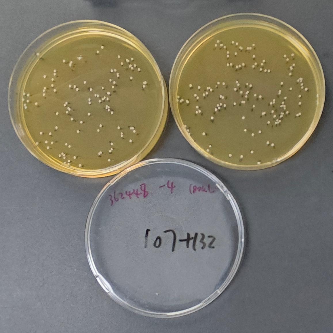 Enterococcus faecalis Quantitative Strain-BNCC