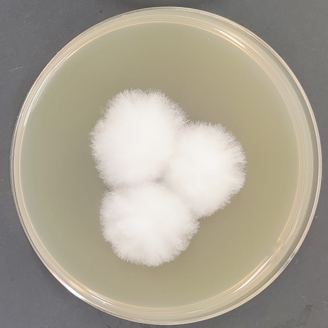 Fusarium graminearum-BNCC