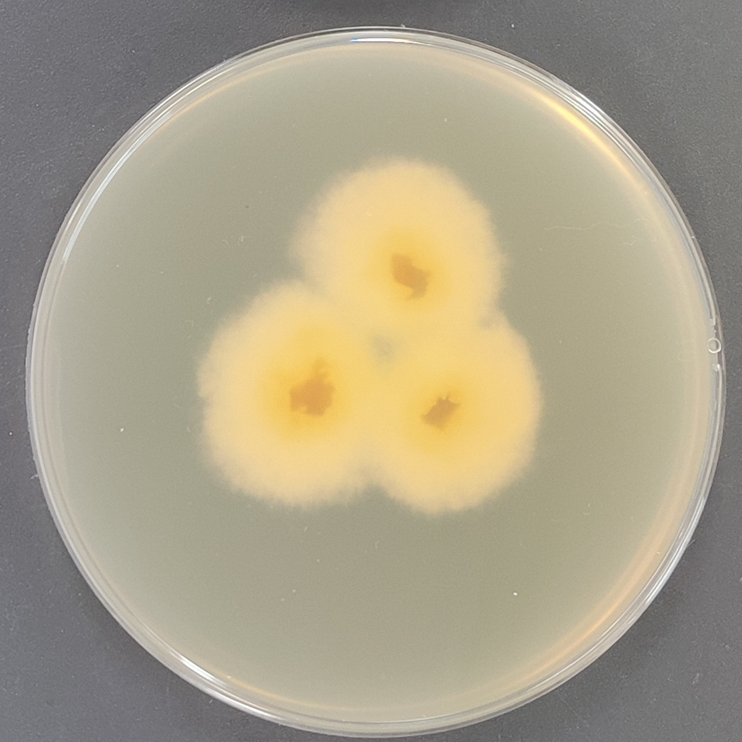Fusarium graminearum-BNCC