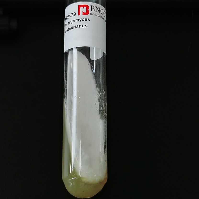 Bacillus subtilis-BNCC
