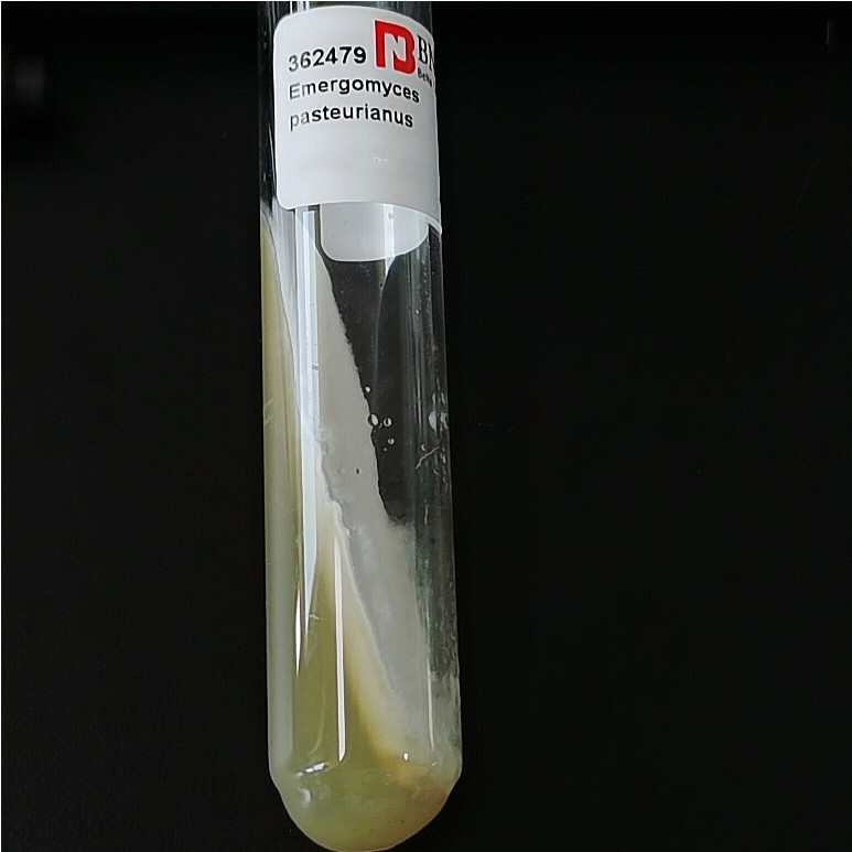 Bacillus subtilis-BNCC
