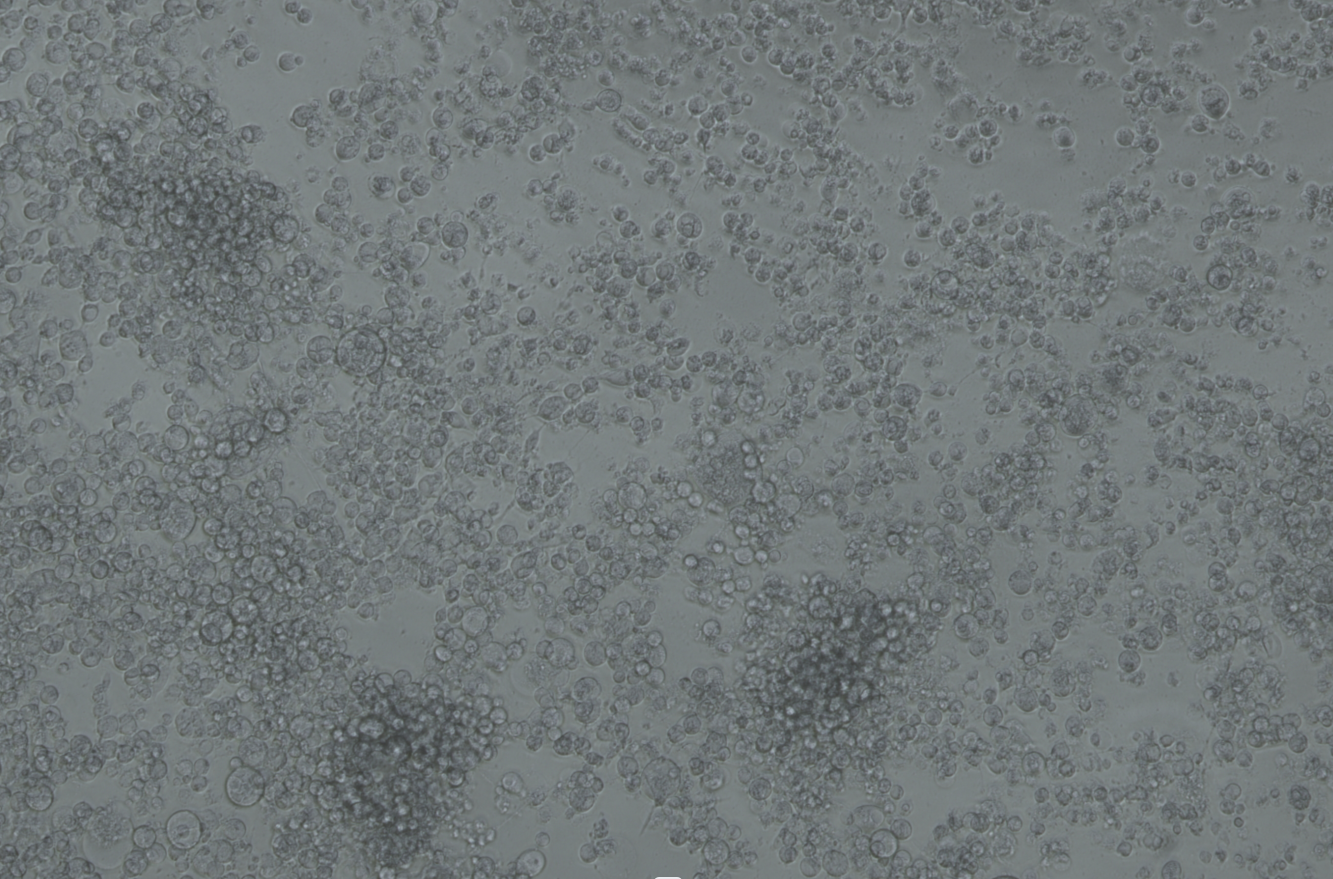 Human echovirus 6-BNCC