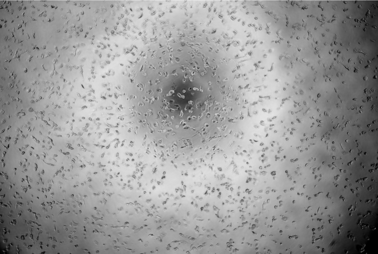Reovirus 3-BNCC